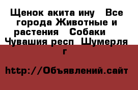 Щенок акита ину - Все города Животные и растения » Собаки   . Чувашия респ.,Шумерля г.